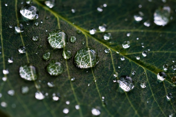 How to avoid ‘greenwashed’ ESG funds