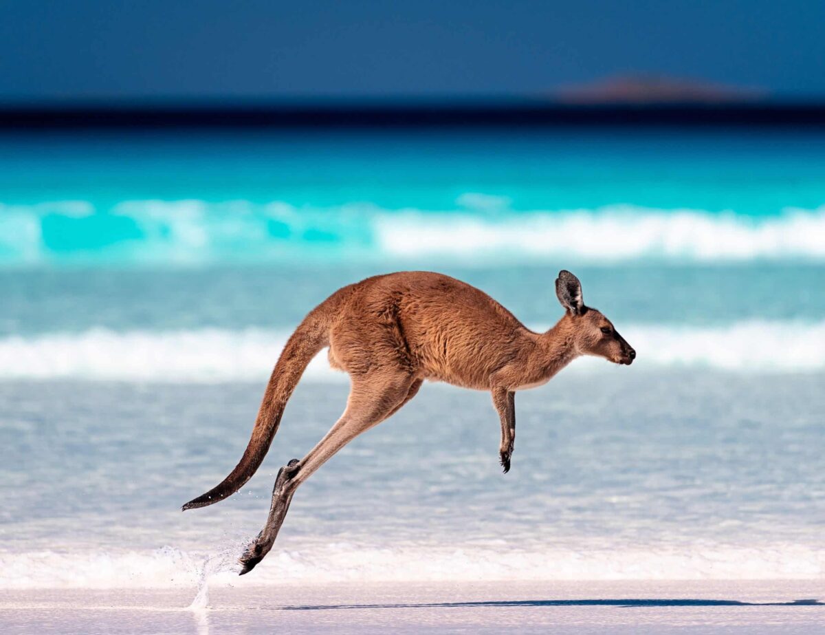 Global Bond Boom Reshapes Australia s Fixed Income Market Investor Daily Global Bond Boom Reshapes Australia s Fixed Income Market Investor Daily